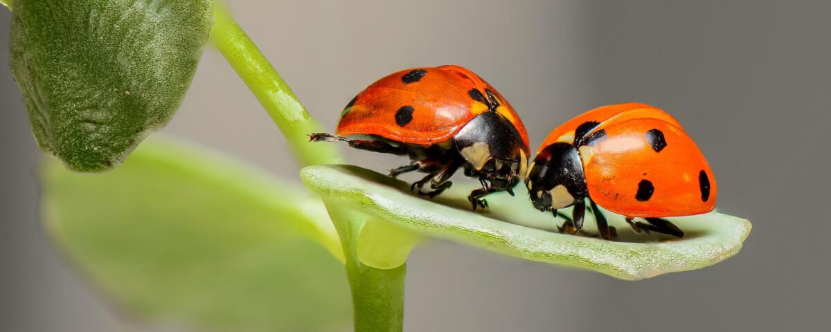Benessere-di-coppia-Dott.ssa-Laura-Bastianello-Psicologa-Psicoterapeuta-Albignasego-Padov
