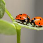 Benessere-di-coppia-Dott.ssa-Laura-Bastianello-Psicologa-Psicoterapeuta-Albignasego-Padov