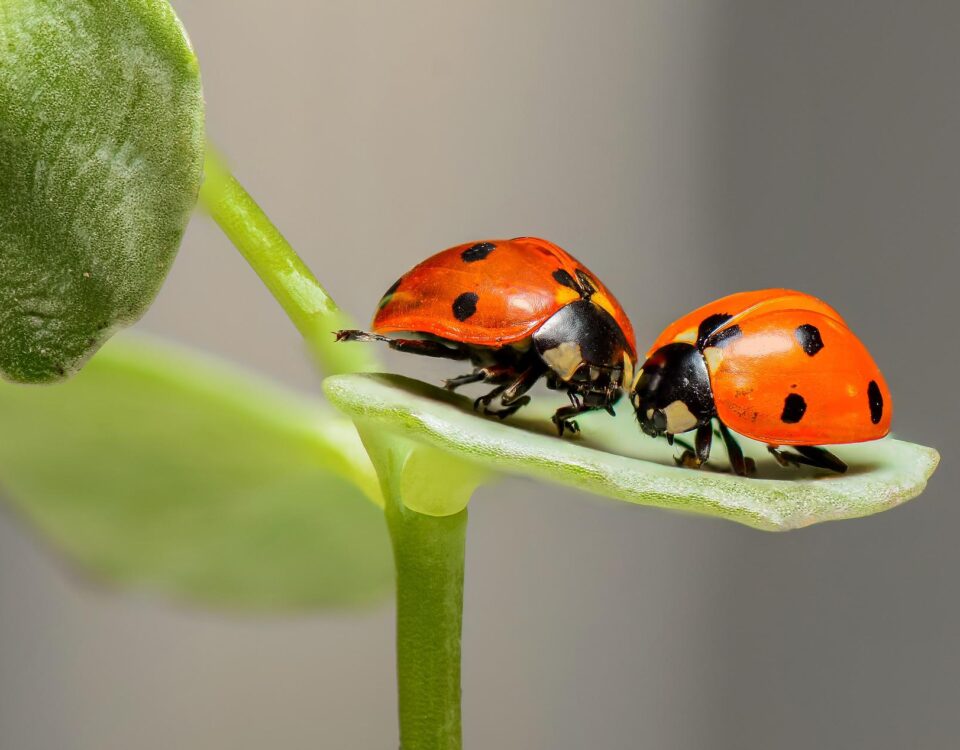 Benessere-di-coppia-Dott.ssa-Laura-Bastianello-Psicologa-Psicoterapeuta-Albignasego-Padov